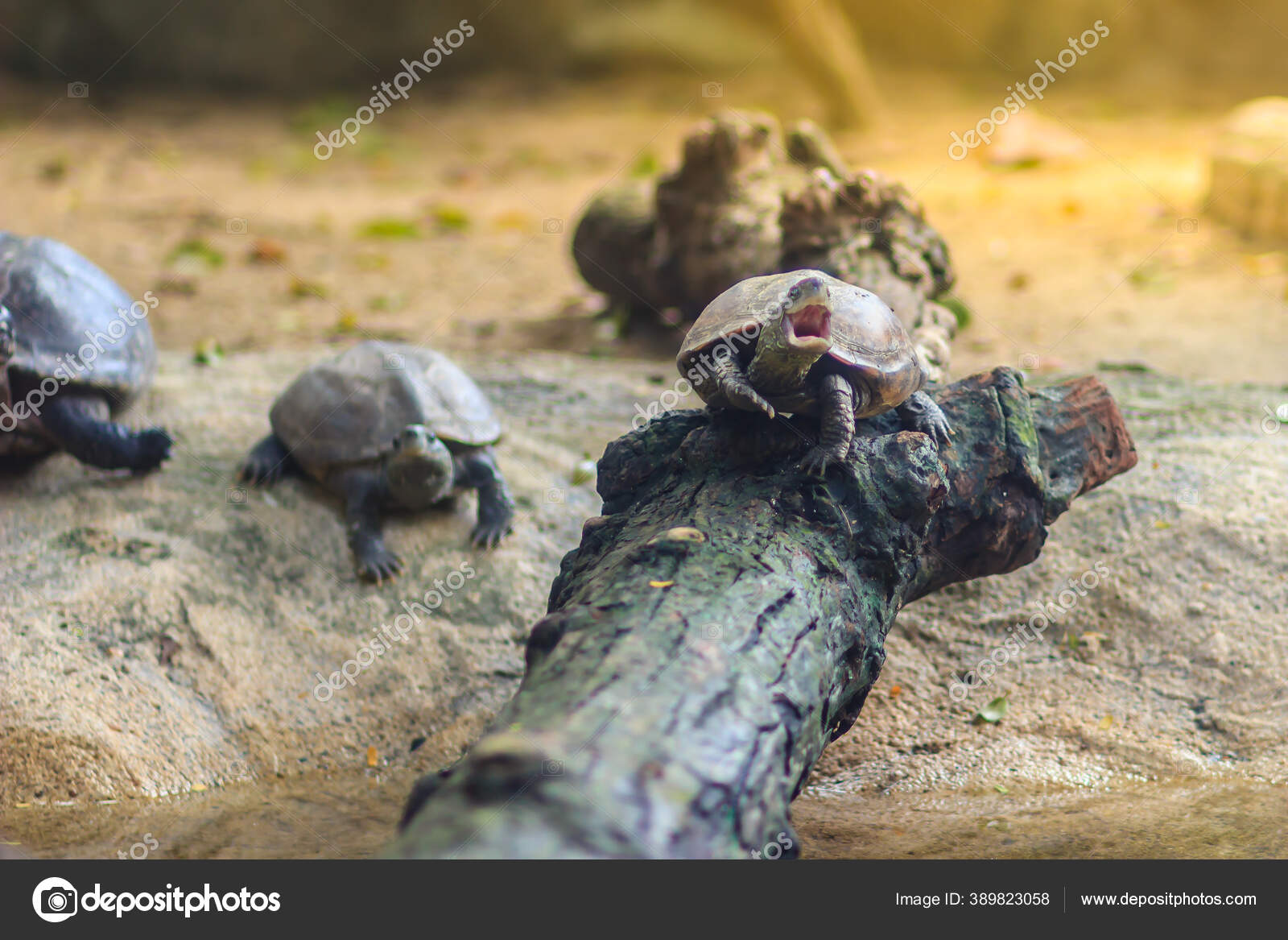 Stockfotos Side Necked Turtle Bilder Stockfotografie Side Necked Turtle Lizenzfreie Fotos Depositphotos
