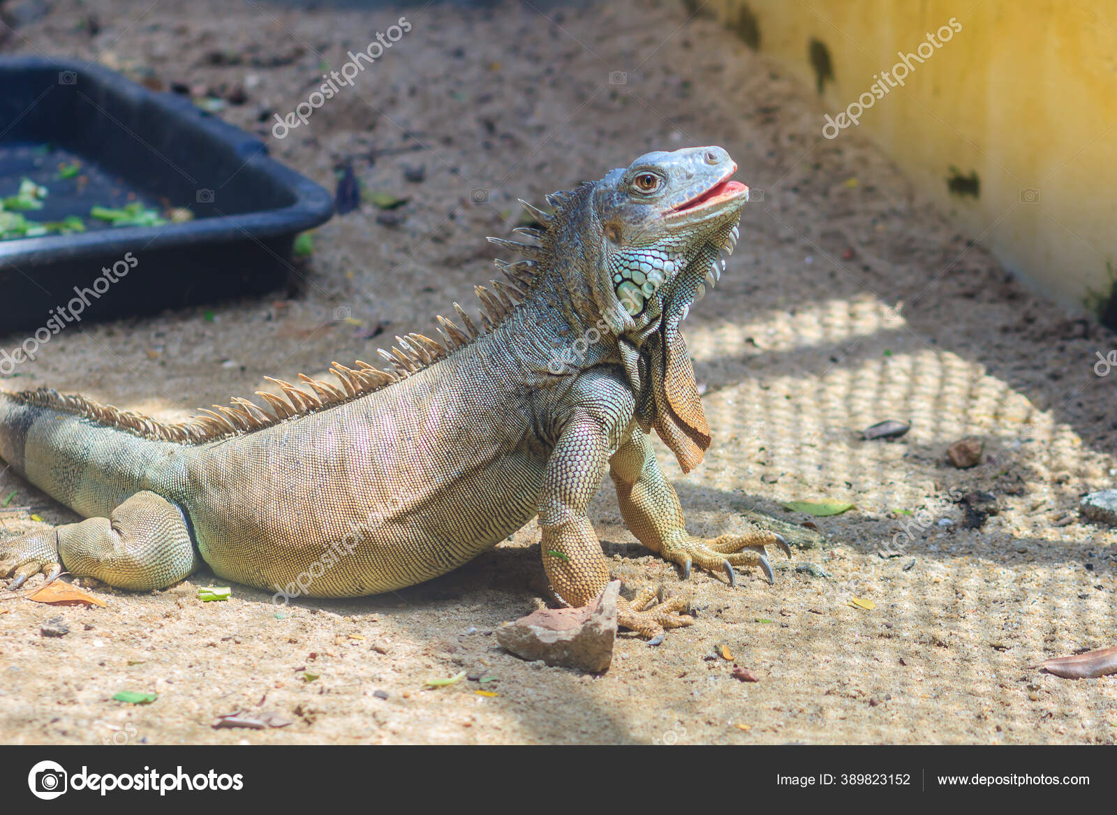 Øgle, reptil, leguan, klippe, hale, gekko, virveldyr, rovdyr, dyreliv,  skapning, png | PNGWing, image size:1600x1167