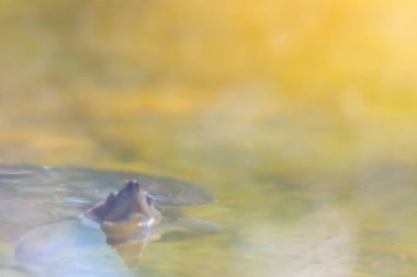 Şirin kuzey nehir terrapini (Batagur baska), Güneydoğu Asya 'da yaşayan bir nehir kaplumbağa türüdür..