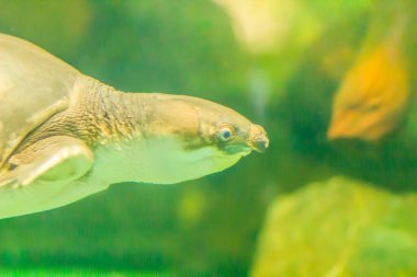 Şirin domuz burunlu kaplumbağa (