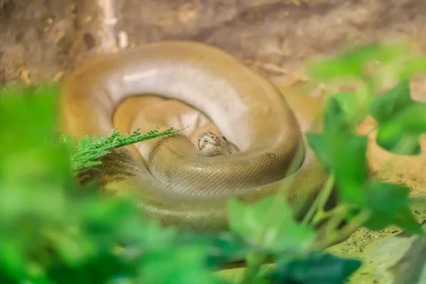 Cute Green Burmese Python Forest Бірманський Пітон Python Bivittatus Один — стокове фото