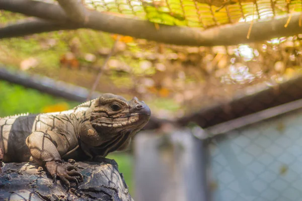 Aranyos Orrszarvú Iguana Cyclura Cornuta Egy Veszélyeztetett Faj Gyík Család — Stock Fotó