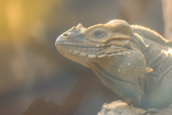 Roztomilý Nosorožec Iguana Cyclura Cornuta Ohrožený Druh Ještěrky Čeledi Iguanidae — Stock fotografie