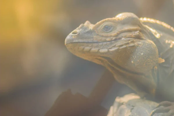 Roztomilý Nosorožec Iguana Cyclura Cornuta Ohrožený Druh Ještěrky Čeledi Iguanidae — Stock fotografie