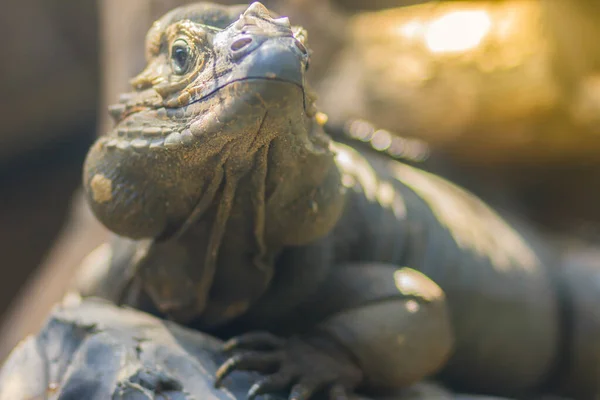 Aranyos Orrszarvú Iguana Cyclura Cornuta Egy Veszélyeztetett Faj Gyík Család — Stock Fotó