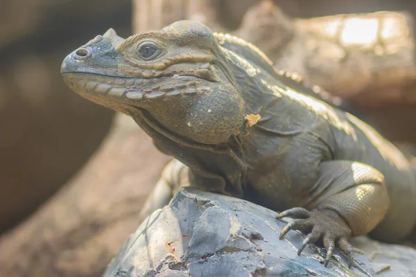 Cyclura Cornuta Een Hagedis Uit Familie Echte Hagedissen Iguanidae — Stockfoto