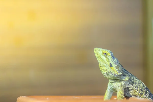 かわいいひげを生やした竜 内陸のひげを生やした竜 または中央のひげを生やした竜 ポゴナ ビティクプス または内陸 ひげを生やした竜は トカゲの中で再び種です — ストック写真