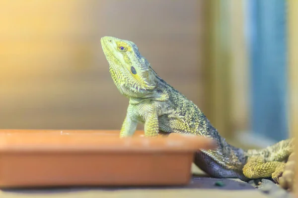 Niedlicher Bartagame Bartagame Oder Mittelbartagame Pogona Vitticeps Der Mittlere Oder — Stockfoto