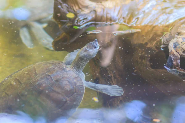 Cute Northern River Terrapin Batagur Baska Species Riverine Turtle Native — Stock Photo, Image