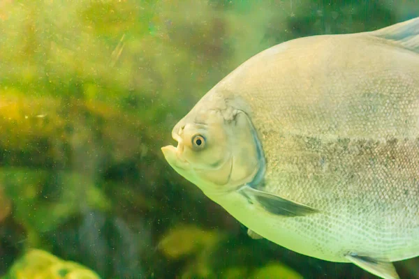 Χαριτωμένο Ψάρι Pacu Στο Νερό Pacu Είναι Παμφάγα Ψάρια Του — Φωτογραφία Αρχείου