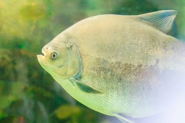 Cute Pacu Fish Water Pacu Omnivorous South American Freshwater Serrasalmid — Stock Photo, Image