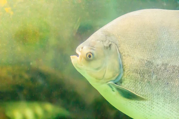 Peixe Pacu Bonito Água Pacu Omnívoro Peixe Serrasalmid Água Doce — Fotografia de Stock