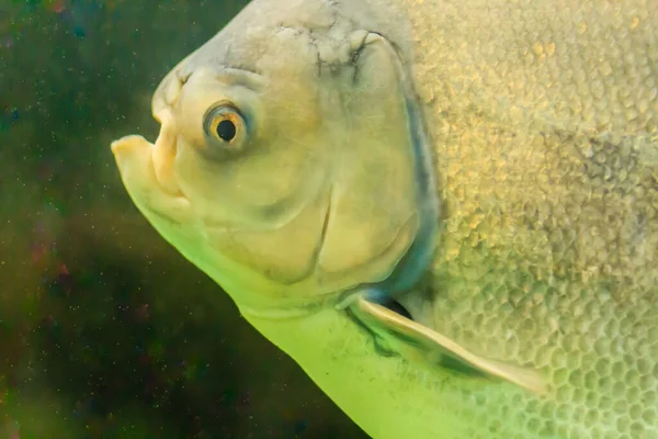 Милые Рыбки Паку Воде Pacu Является Всеядным Южной Америки Пресноводных — стоковое фото