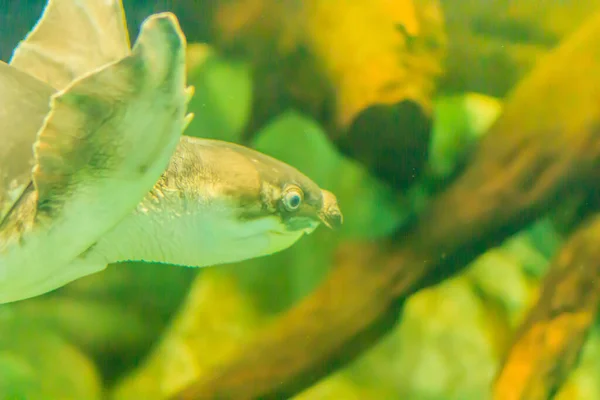 Carettochelys Insculpta Tartaruga Nariz Porco Bonito Também Conhecida Como Tartaruga — Fotografia de Stock