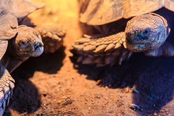 Aranyos Afrikai Sarkantyús Teknős Centrochelys Sulcata Más Néven Sulcata Teknős — Stock Fotó