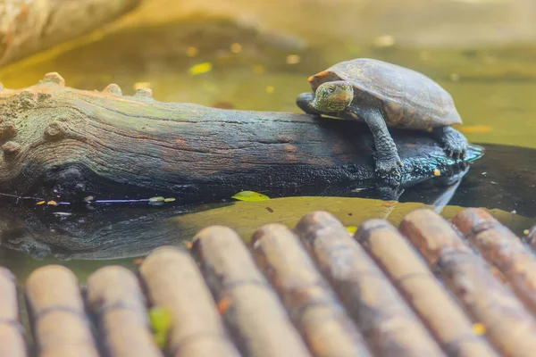 Cute South American Side Necked Turtle Também Chamado Arran Tartaruga — Fotografia de Stock