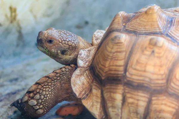 Söt Afrikansk Sporre Sköldpadda Centrochelys Sulcata Även Kallad Sulcata Sköldpadda — Stockfoto