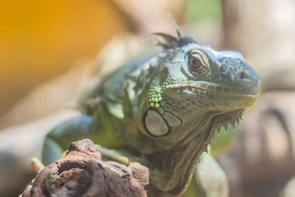 Aranyos Zöld Iguána Iguana Iguana Más Néven Amerikai Iguána Egy — Stock Fotó