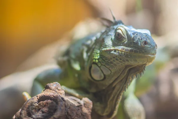 이구아나 Cute Green Iguana Iguana Iguana 아메리카 이구아나 American Iguana — 스톡 사진