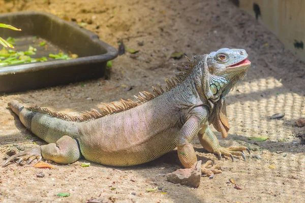 Симпатичная Зеленая Игуана Iguana Iguana Известная Американская Игуана Является Крупным — стоковое фото