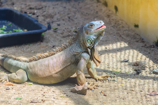 Iguana Verde Iguana Iguana También Conocida Como Iguana Americana Una —  Fotos de Stock