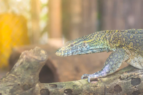 Monitor Del Nilo Lindo Varanus Niloticus Miembro Grande Familia Monitores —  Fotos de Stock