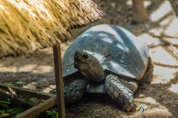 Mignonne Asiatique Tortue Noire Manouria Emys Phayrei Birmane Tortue Noire — Photo