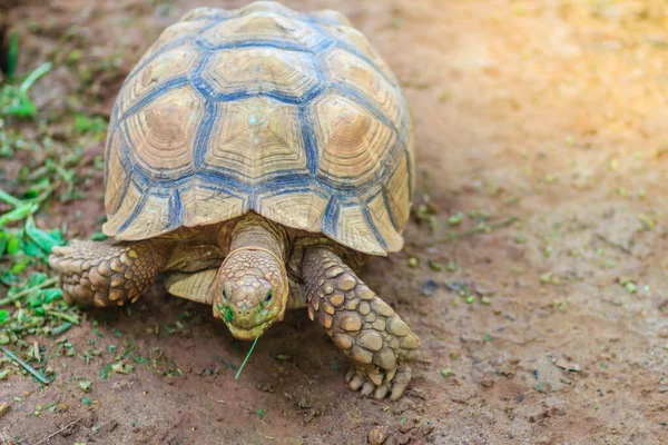 Cute Asian Forest Tortoise Manouria Emys Also Known Commonly Asian — Stock Photo, Image