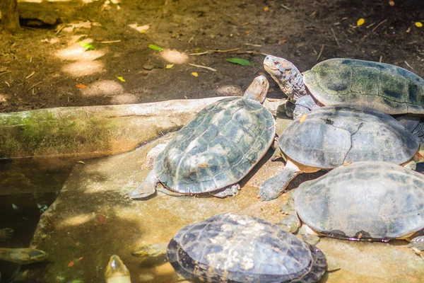 Söt Gulhövdad Tempelsköldpadda Heosemys Annandalii Stor Sköldpaddsart Familjen Geoemydidae — Stockfoto