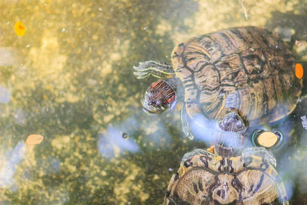 Lindo Deslizador Orejas Rojas Trachemys Scripta Elegans También Conocido Como —  Fotos de Stock