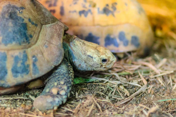 Elongated Yellow Headed Tortoise Indotestudo Elongata Occurs Tropical Southeast Asia — Stock Photo, Image