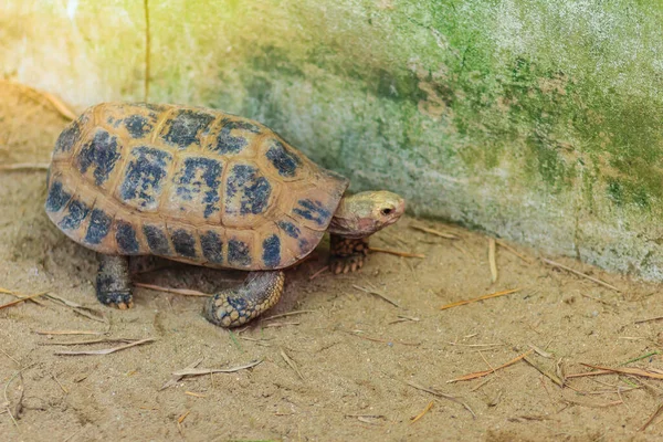 Tartaruga Cabeça Amarela Indotestudo Elongata Ocorre Sudeste Ásia Tropical — Fotografia de Stock