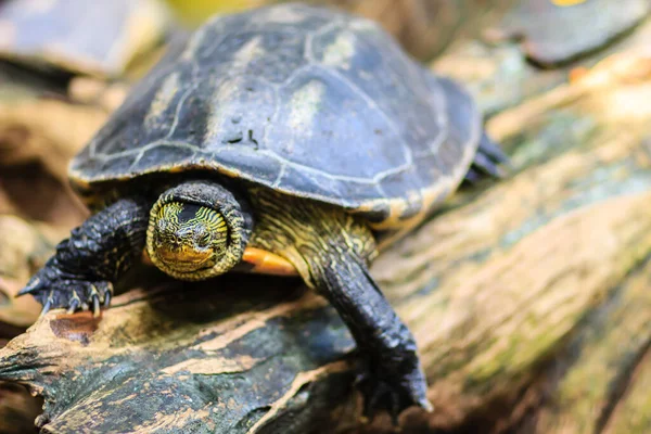 Cute Asian Box Turtle Siamese Box Terrapin Cuora Amboinensis Pond — Stock Photo, Image