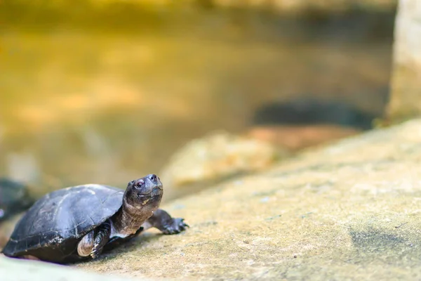 Linda Tortuga Pantano Negro Siebenrockiella Crassicollis También Conocida Como Tortuga —  Fotos de Stock