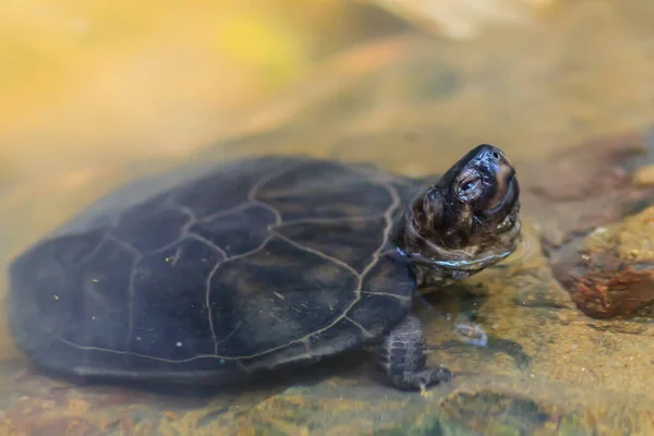 Schattige Zwarte Moerasschildpad Siebenrockiella Crassicollis Ook Bekend Als Zwarte Moerasschildpad — Stockfoto