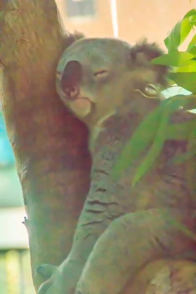 Urso Koala Bonito Dormindo Árvore Coala Phascolarctos Cinereus Marsupial Herbívoro — Fotografia de Stock