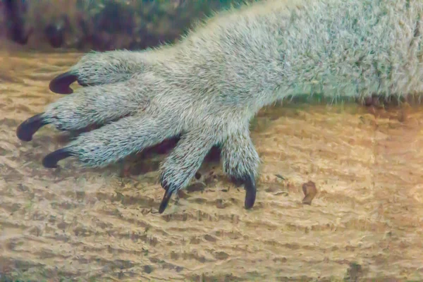 关闭树根背景上的考拉熊的手和指甲 考拉熊 或不准确地说 考拉熊 Phascolarctos Cinereus 是原产于澳大利亚的一种植物食草动物 — 图库照片
