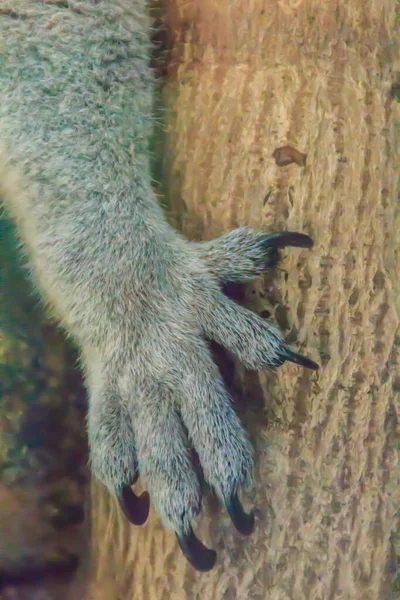 Закройте Коалу Медвежью Руку Гвозди Заднем Плане Дерева Koala Inaccurately — стоковое фото