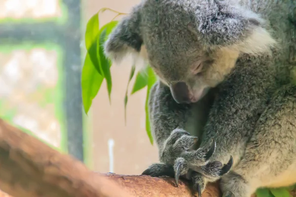 Cute Koala bear sleeping on tree. The koala or, inaccurately, koala bear (Phascolarctos cinereus) is an arboreal herbivorous marsupial native to Australia.