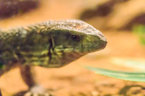 Cute Savannah Monitor Varanus Exan Вид Ящерицы Среднего Размера Обитающий — стоковое фото