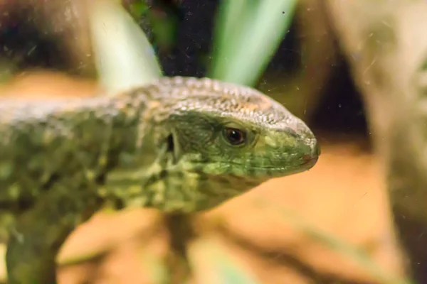 Aranyos Szavanna Monitor Varanus Exanthematicus Egy Közepes Méretű Faj Monitor — Stock Fotó