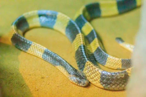 Altamente Venenoso Banded Krait Tiene Bandas Amarillas Negras Alto Contraste —  Fotos de Stock