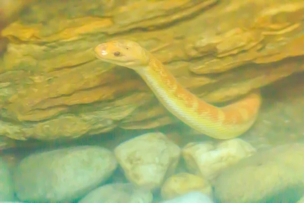 Симпатична Водяна Змія Маскою Водяна Змія Homalopsis Buccata Воді — стокове фото