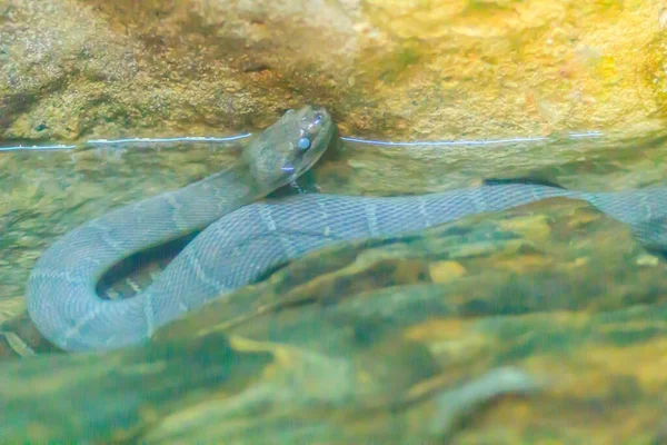 Cobra Água Mascarada Bonito Serpente Água Puff Face Homalopsis Buccata — Fotografia de Stock