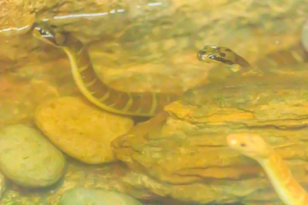 Roztomilý Maskovaný Vodní Had Obnažený Vodní Had Homalopsis Buccata Vodě — Stock fotografie