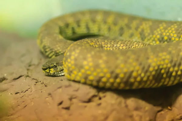 Víbora Pozo Costa Víbora Pozo Manglar Víbora Manglar Trimeresurus Purpureomaculatus —  Fotos de Stock