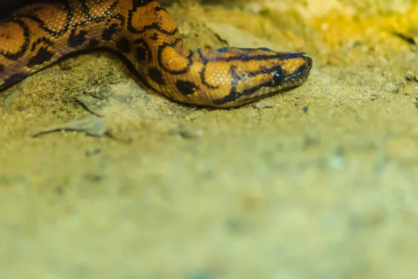 Aranyos Brazil Szivárvány Boa Kígyó Közepes Méretű Szárazföldi Boa Őshonos — Stock Fotó