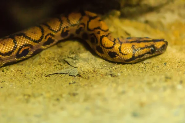 アマゾン川流域に生息する中規模の陸生ボアヘビであるかわいいブラジルの虹色のボアヘビ 光を屈折させる虹色の肌にちなんで名付けられました — ストック写真