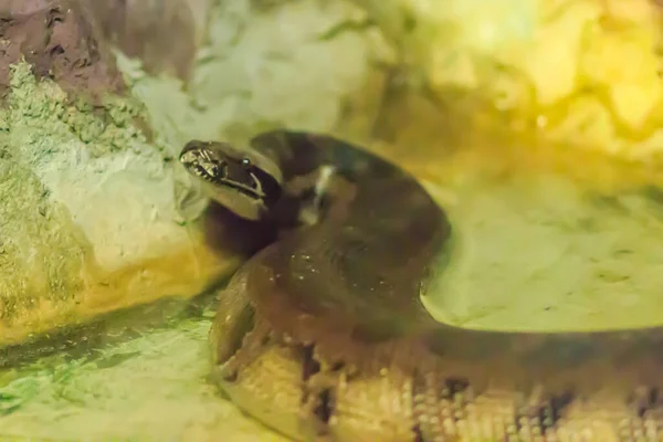 브라질 무지개 복족강 Cute Brazilian Rainbow Boa Snake 아마존 유역에 — 스톡 사진