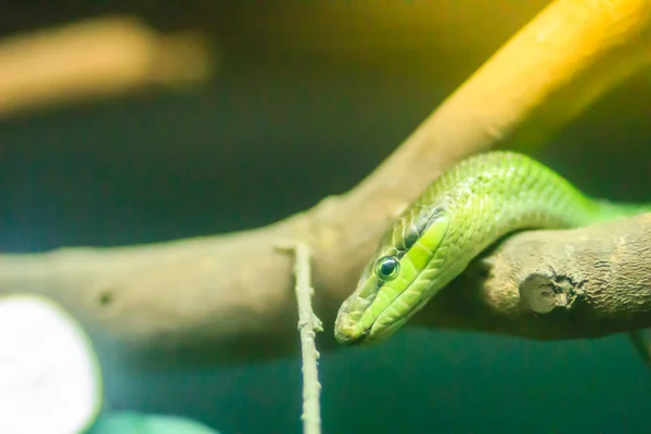 Gonyosoma Oxycephalum Allgemein Bekannt Als Baumrattennatter Die Rotschwanznatter Und Die — Stockfoto